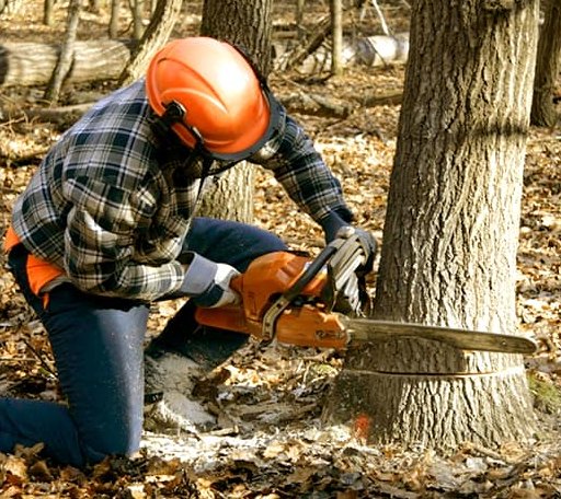 Tree Removal in Lopeno, TX